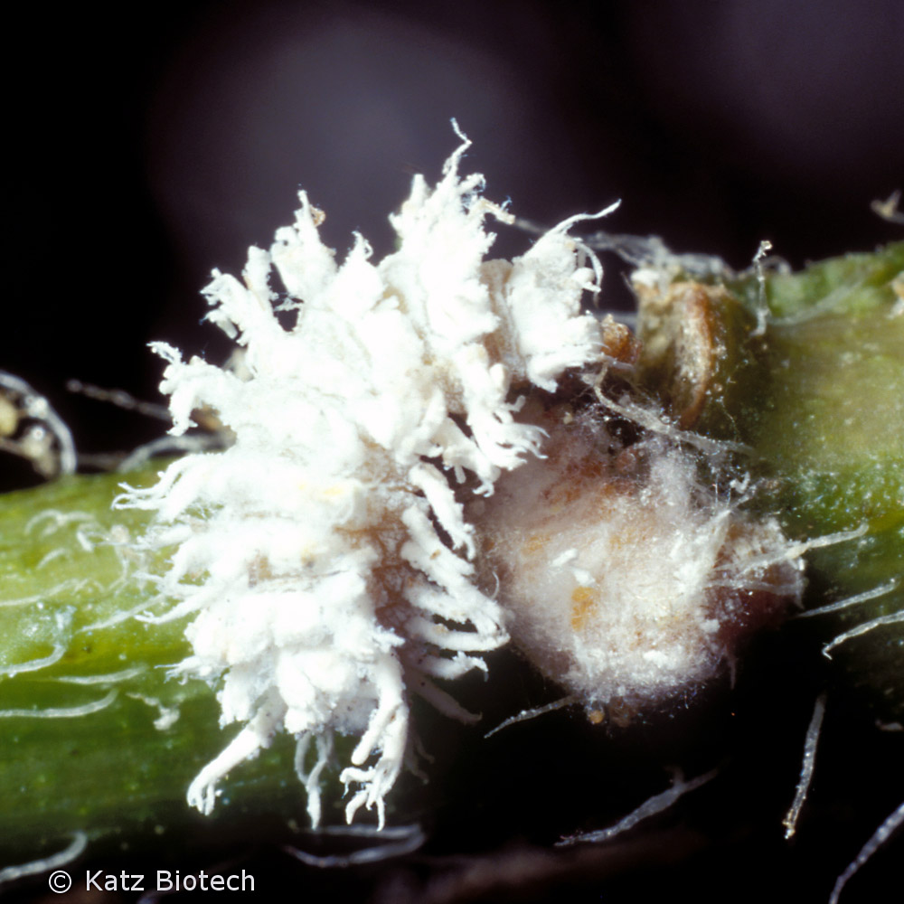 Larve von Australischer Marienkäfer (Cryptolaemus montrouzieri)