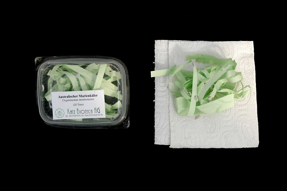 Verpackung/Lieferumfang Australischer Marienkäfer (Cryptolaemus montrouzieri)